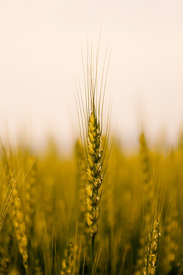 これからの時代、小麦をトップランナーにした福祉×農業が熱いでしょ！